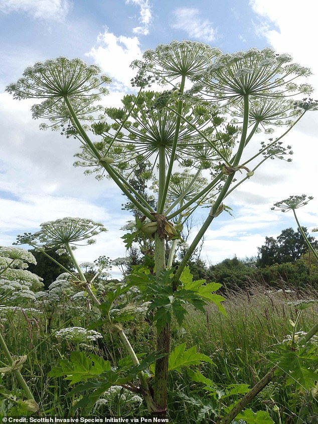 The giant hogweed is native to the Caucasus, but was introduced into Britain as an ornamental plant in 1817 and its distribution is now excessive.