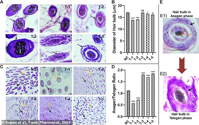 The researchers hope their treatment could provide a natural alternative that promotes healthy blood vessel repair (pictured) rather than affecting sex hormones.