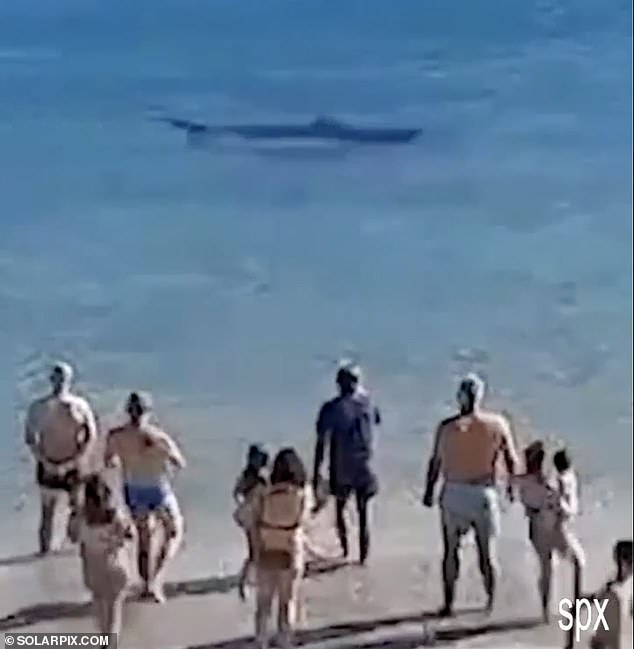 Tourists and locals sought the safety of the sand before taking videos of the large fish