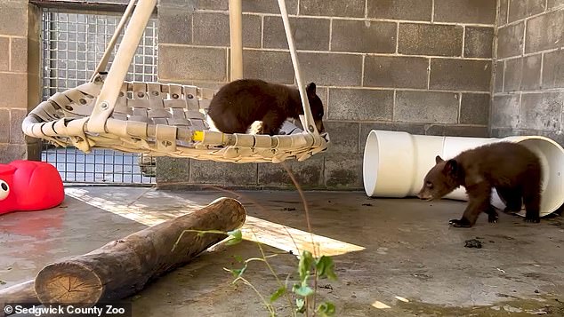 The Sedgwick County Zoo announced Wednesday that it has received a pair of black bear cubs, a brother and sister, from Oregon after their mother was shot and killed.