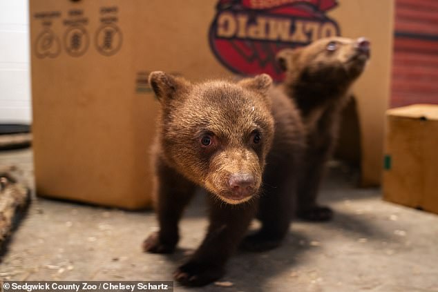 The bears can be viewed in the exhibition from Monday