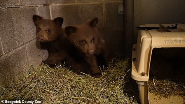 The Oregon Department of Fish and Wildlife (ODFW) took action to rescue the bears. They then contacted the Sedgwick County Zoo, which was already on the waiting list to accept black bears in need of a new home.