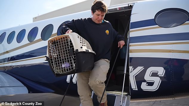 To ensure the cubs' welfare during the transport from Oregon to Wichita, the Sedgwick County Zoo enlisted the help of the sheriff's office, which purchased a new plane last year