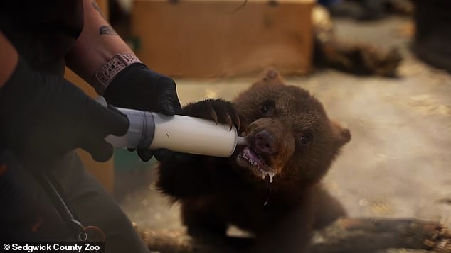 The shorter travel time, now less than six hours, allowed zoo staff to continue feeding the cubs milk every two hours during the flight