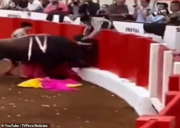 A cape remains on the ground as the bull Roca Rey rams into barriers in Santiago, Spain