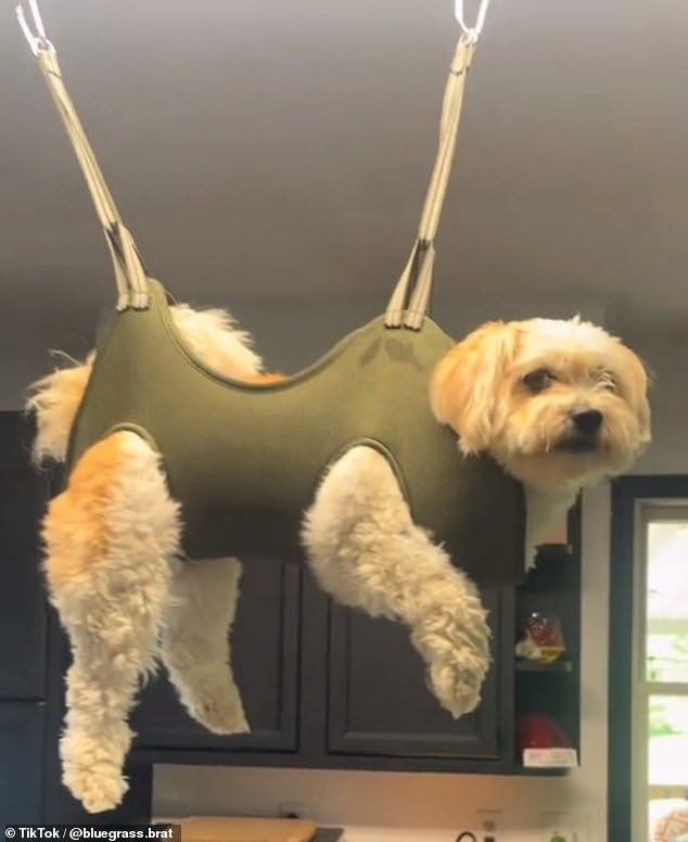 TikTok user Chrissy shared a 42-second video showing her and her boyfriend wrestling their little dog Harlan into a harness from the ceiling