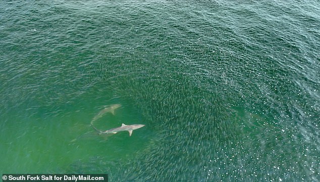 Experts advise avoiding steep drops into the water where sharks can make 'sneak attacks'