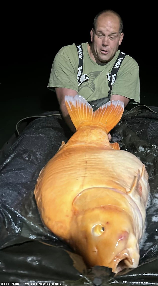 The dizzying fish found in France is 1.20 meters long and weighs a whopping 28 kilos.