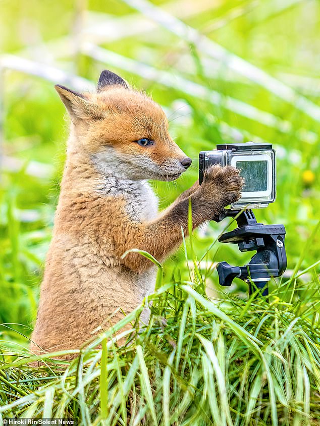 The photo, taken in Sapporo, Japan, shows a pair of foxes captivated by the camera