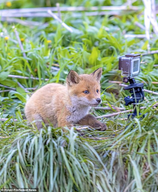 The foxes were said to be playing with the GoPro, as this little guy above does by crouching underneath it