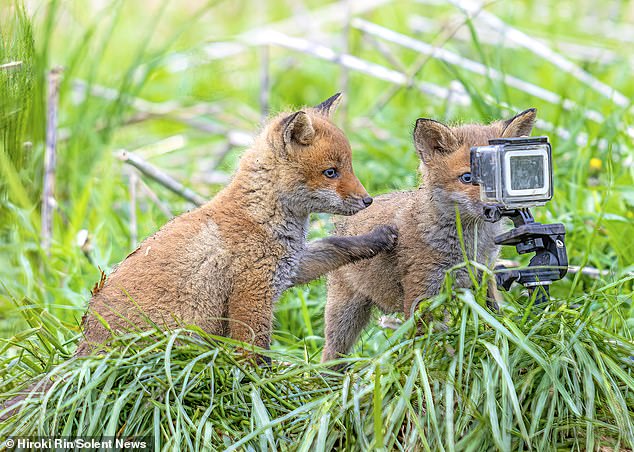 Photographer Hiroki Takahashi said the pair of foxes were fascinated by the technology