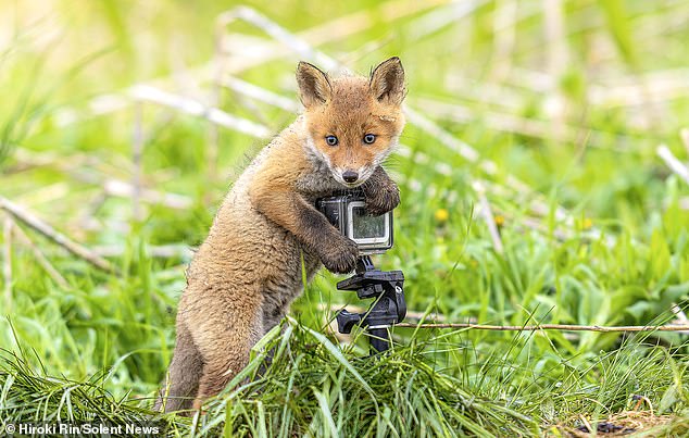 Mr Takahashi added that the foxes licked the camera in 