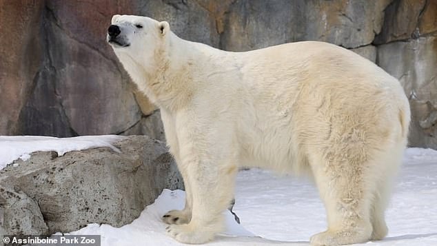 The results also confirmed that the bear was in 'excellent physical condition and there was no evidence of heat-related stress (hyperthermia)'