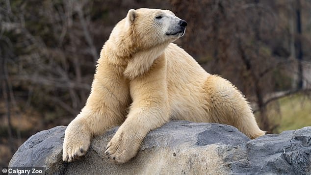 The bears were orphaned as cubs before being spotted by wildlife officials wandering near Churchill, Manitoba