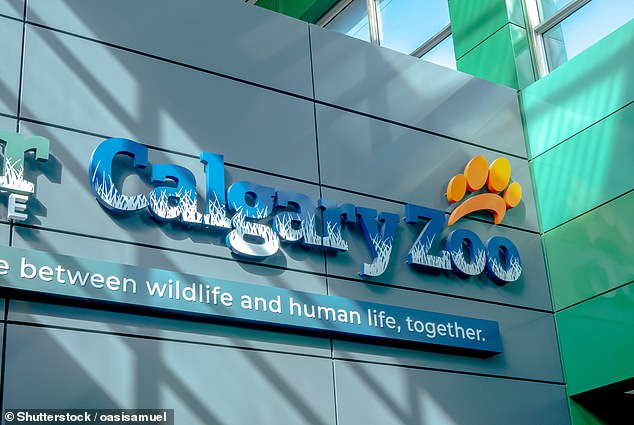 After six years, the duo were moved to Calgary last October, making them the first polar bears at the zoo since 1999.