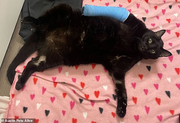 Shelter staff noticed he had a broken leg and that he was originally one of the cats from Austin Pets Alive