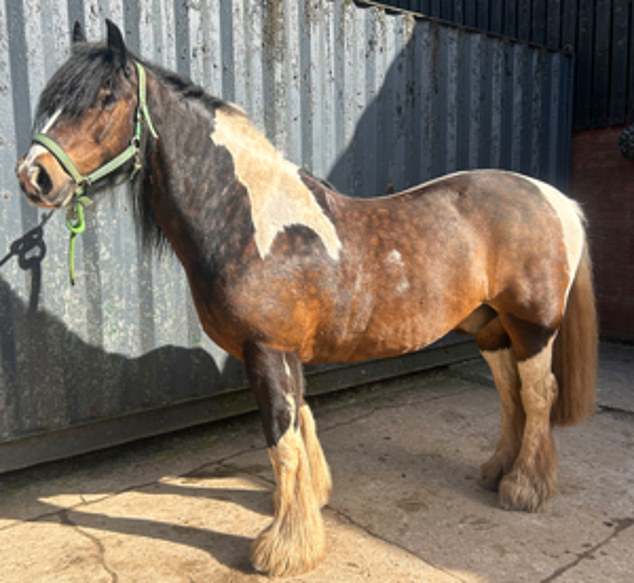 The traditional tricolour cob was last seen alive around 7pm on Wednesday, before his owner Alfie washed him up and left him in a field for the night.