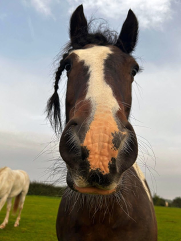 Detective Chief Inspector Clive Collings, head of Nottinghamshire Police's rural and wildlife crime unit, said: 'Although it may be hard to believe, all the evidence shows that this was a disgusting, heartless attack on a defenceless animal'