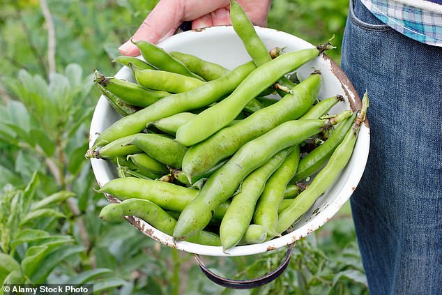 Broad beans are also good for bone health, combating high blood pressure and anemia. They can also help lower cholesterol, boost immunity and promote weight loss.