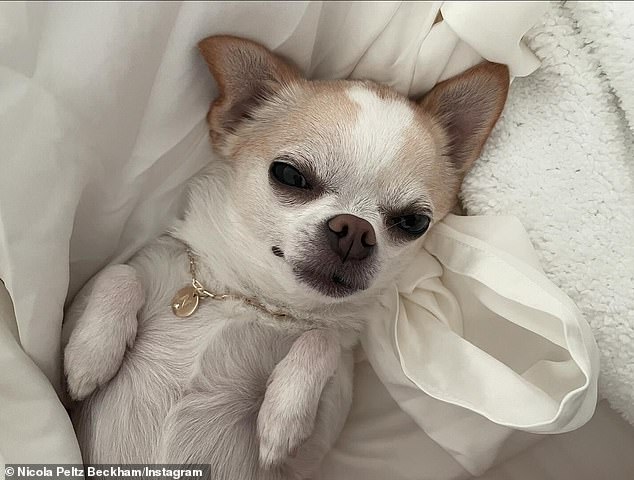 Nicola and Brooklyn had previously used the grooming service without any problems, the outlet said.