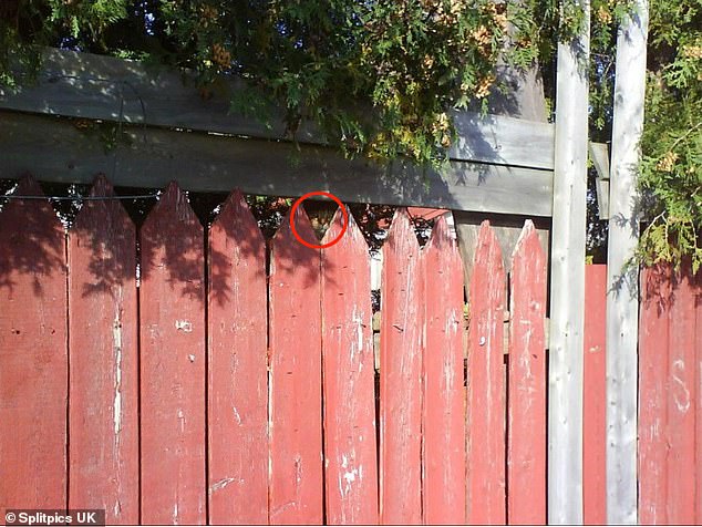 Look at the center of the photo, hidden between two points of the serrated fence in a perfect triangle, and you will be able to spot the cat's face