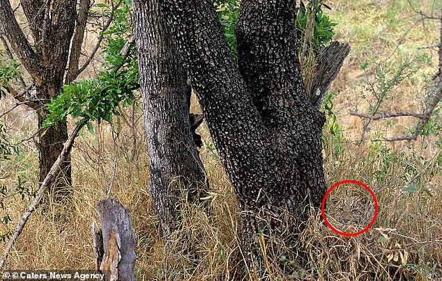 Look closer and you'll see that the leopard is on the far right of the photo, at the base of the tree trunk and behind a clump of tall grass.