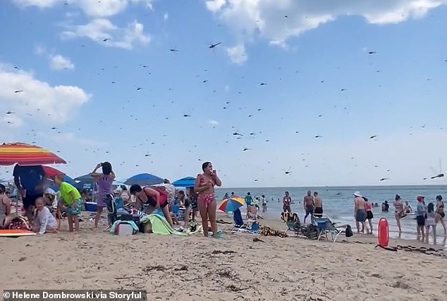 Some sunbathers packed up their belongings and left as the swarm flew in, while others hunkered down and watched the phenomenon.