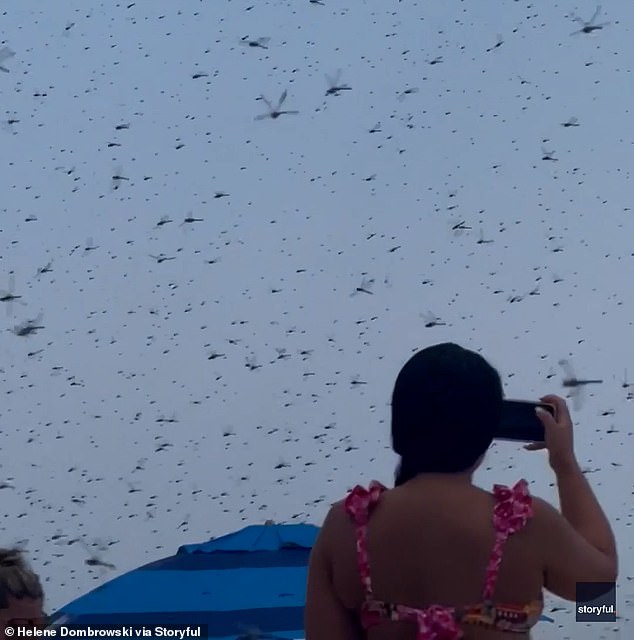 A beachgoer films 'millions' of dragonflies swarming across the beach