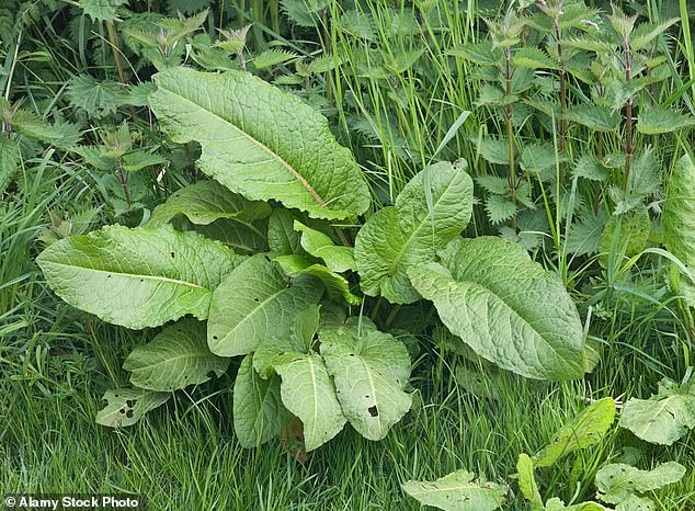 The researchers say that it is only the cooling of the plant sap that reduces the pain and that any large leaf would work, since the leaves of the sorrel (pictured) often grow near nettles, they have become a traditional medicine.