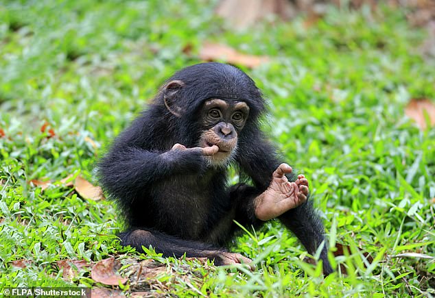 Some scientists believed that chimpanzees lacked the brain circuitry to combine control of the jaw and larynx in a way that could produce speech sounds (stock image)