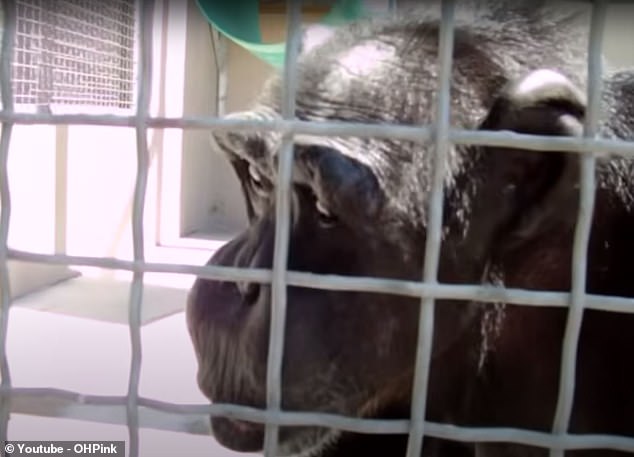 By analyzing the sounds in older videos of captive chimpanzees like Johnny (pictured), the researchers found that the animals are able to produce sounds that closely resemble the word 