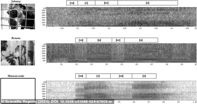 The recordings of two chimpanzees (above) were played alongside recordings of people with Parkinson's disease. Most participants in a blind listening experiment recorded the monkeys saying 