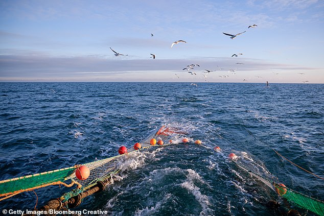 In an experiment designed to simulate how fish escape from trawl nets, Professor Brown found that fish could remember how to find a single hole in the net up to 11 months after they last saw it