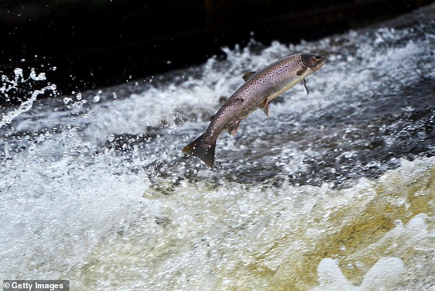 Atlantic salmon like this one in Scotland's Etterick River can remember their way back to their spawning grounds after spending up to six years at sea