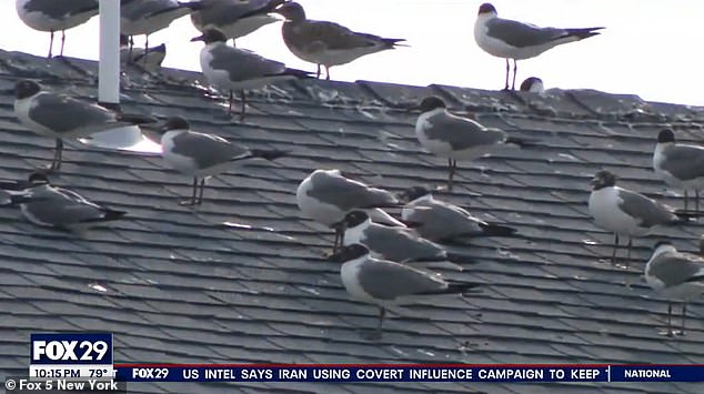 The smell has attracted flocks of seagulls, which leave their mark on the city