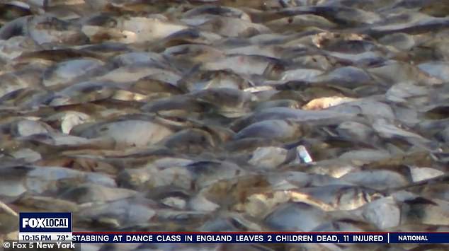 The New Jersey Department of Environmental Protection has attributed the massive fish kill to a combination of high temperatures and poor water quality