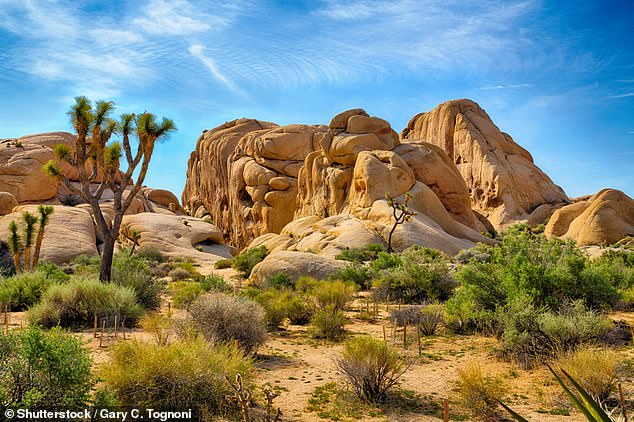 Last year, after Dimes returned to Joshua Tree, she ran into Barringer's then-partner at a local store and discovered that they had both filed charges against Leonard. (Image: Stock photo of Joshua Tree, California)