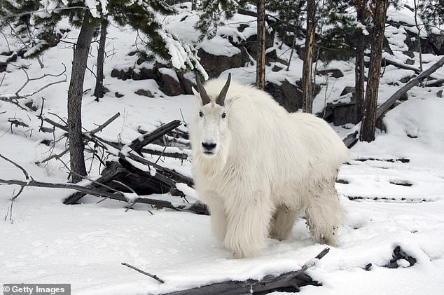 Rocky Mountain goats typically live to about 15 years in the wild and are known for their white coats, dark horns, and strong bodies.