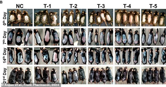 Researchers found that a naturally occurring sugar called 2-deoxy-D-ribose could promote hair growth in mice. Mice in columns T3 and T5 were treated with this sugar and saw greatly improved hair growth