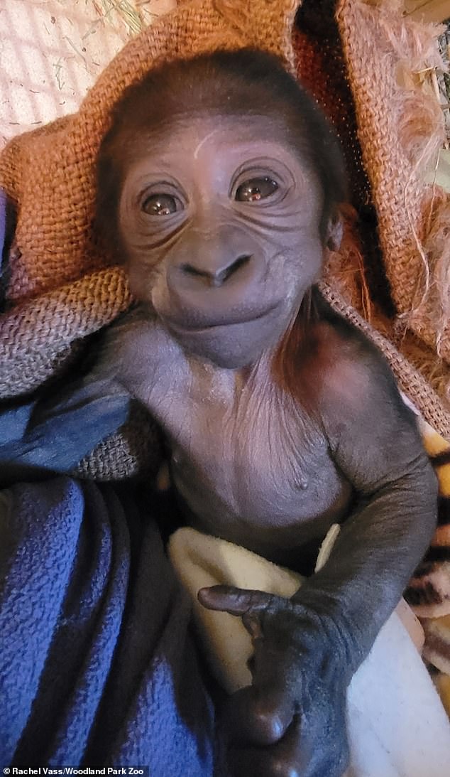 The new baby gorilla born just a week ago at Seattle's Woodland Park Zoo