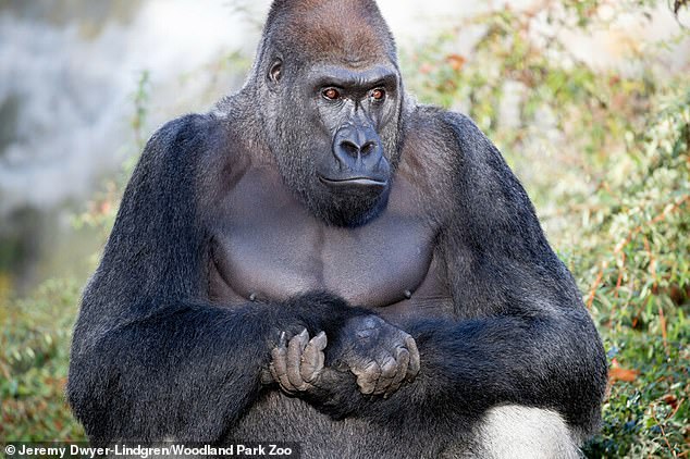 The new baby was fathered by this silverback gorilla named Kwame