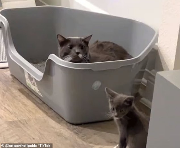 A gray and white cat named Asher had just gone to the toilet when he was introduced to his new mini-me, Waffles