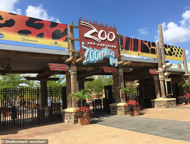 The Columbus Zoo in Powell is famous for its history of gorilla conservation, and was the first zoo in the world to welcome a baby gorilla into captivity