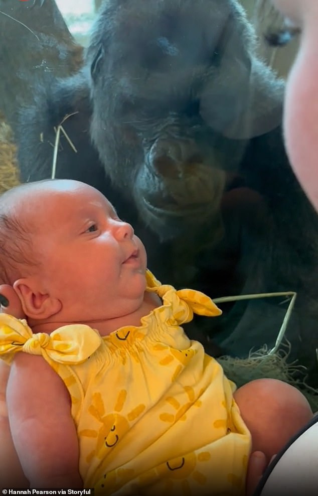 TikTok user Hannah Pearson captured a video of a gorilla trying to kiss her daughter earlier this year when they visited the Columbus Zoo