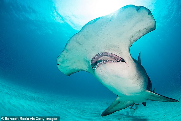 Shark sightings have increased in the Long Island Sound in recent years