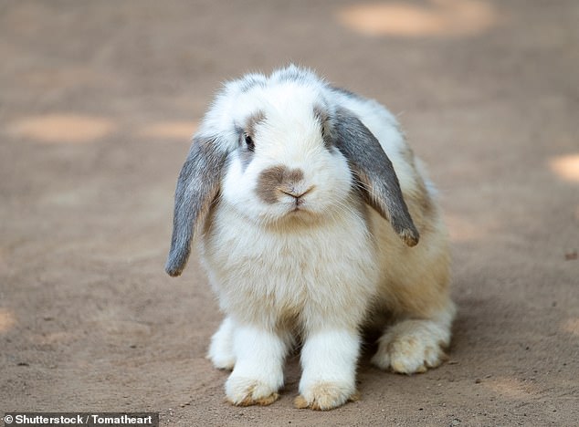 Families considering buying a rabbit should avoid rabbits with lop ears and short heads due to health concerns, experts warn (stock image)