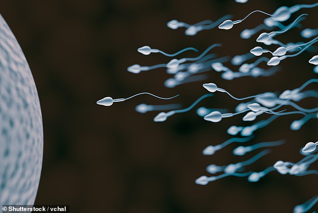 According to the World Health Organization, about half of all infertility is due to men. Semen analysis is considered essential for diagnosing male infertility, but is not readily available in medical facilities other than those specializing in infertility treatment (file photo)