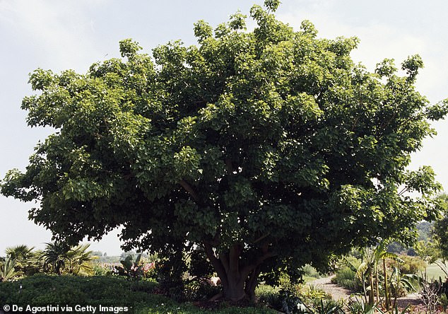 Plants such as the coastal coral tree will be officially called Erythrina affra from the end of this month, instead of Erythrina caffra, because 'caffra' is derived from the term 'kaffir', a derogatory term used in South Africa against black people.