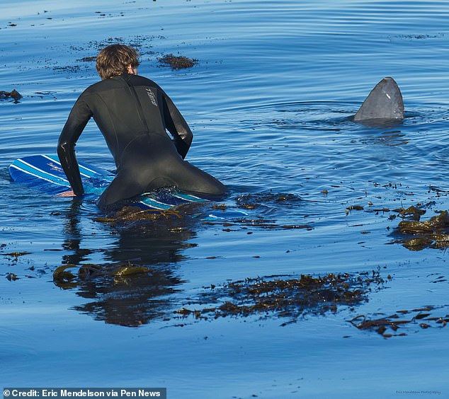 Surfers in California thought they were inches from death when a 'shark' emerged from the ocean off the coast of California