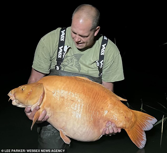 Lee Parker, from Banbury in Oxford, pictured next to what is believed to be the world's largest goldfish